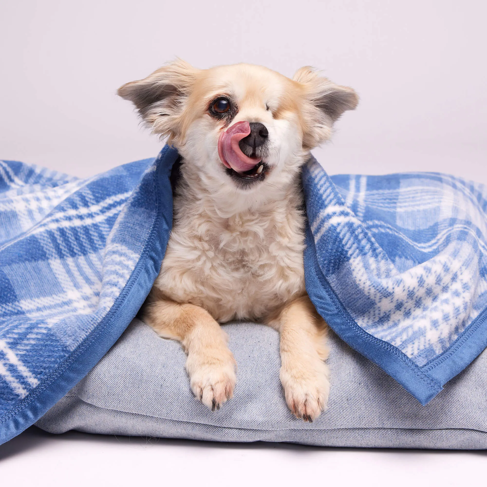 ChappyWrap x TFD Blue Frost Plaid Dog Blanket