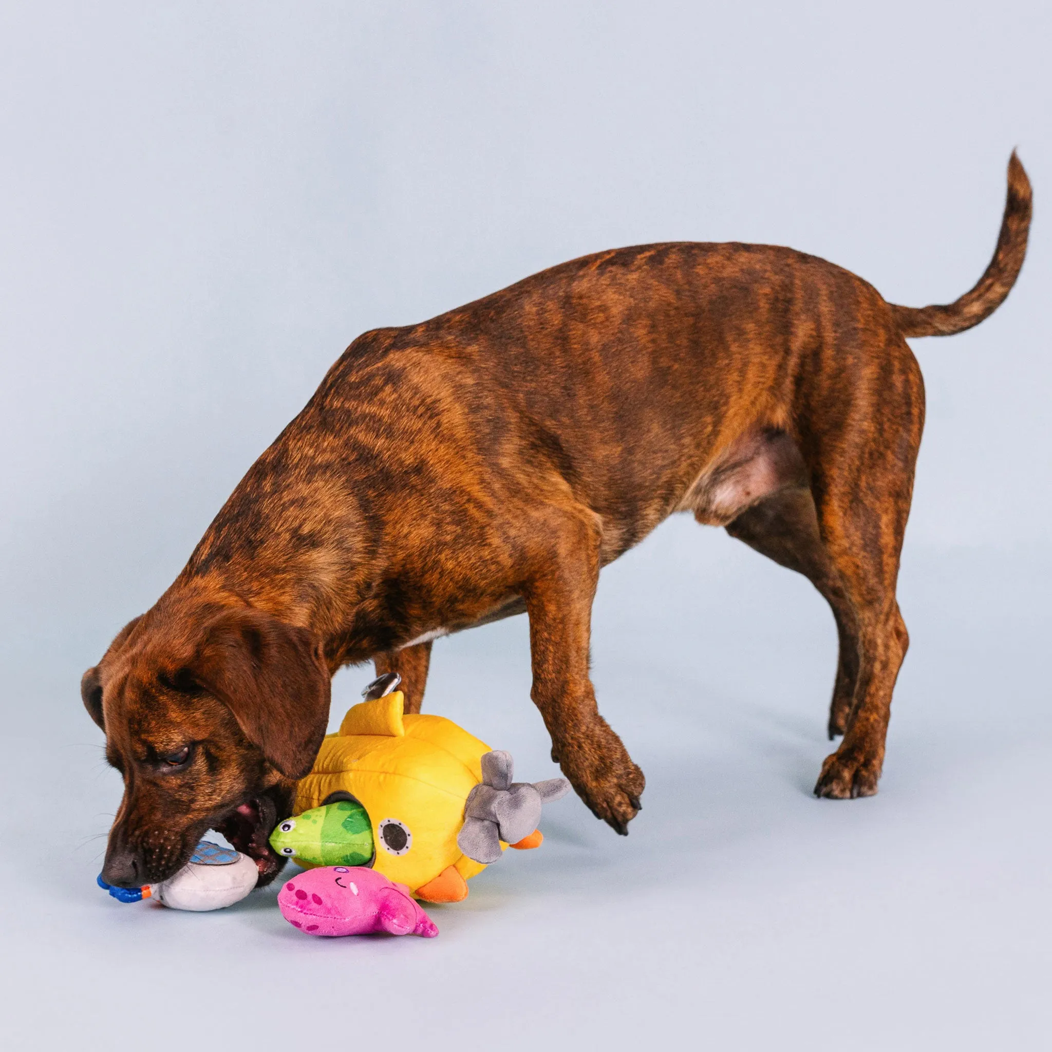 Fringe Into the Deep Burrow Dog Toys