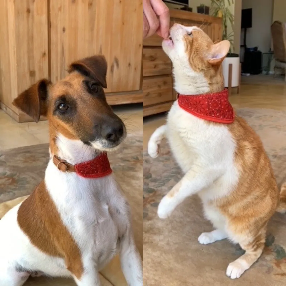 Pet Collar - Adjustable in Fabric Design