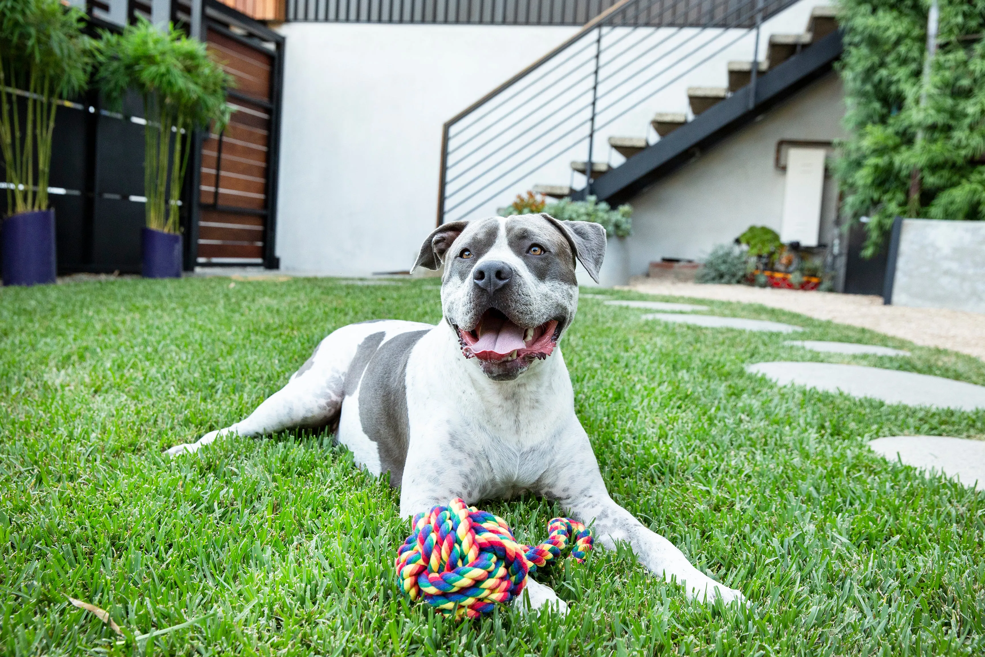 Rainbow 3" Celtic Knot Rope Dog Toy